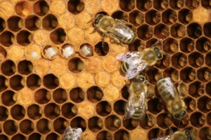 Včely na Strahově, foto: Tomáš Šnírer
