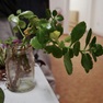 dscf8853edt.jpg